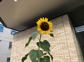 2018Dec9-Sunflower - 1.jpg