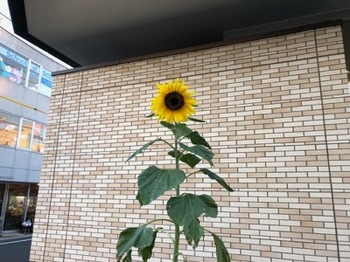 2018Oct27-Sunflower - 1.jpg
