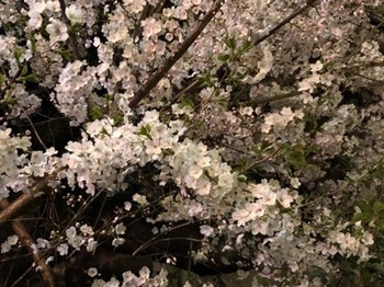 2019Apr4-Sakura - 1.jpg