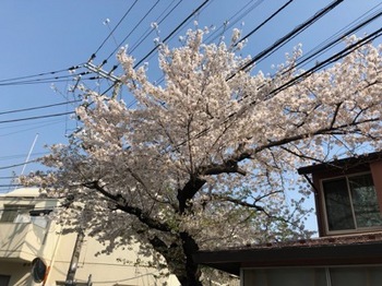 2019Apr6-Sakura1 - 1.jpg