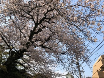 2019Apr6-Sakura2 - 1.jpg