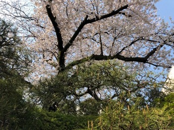 2019Apr6-Sakura3 - 1.jpg