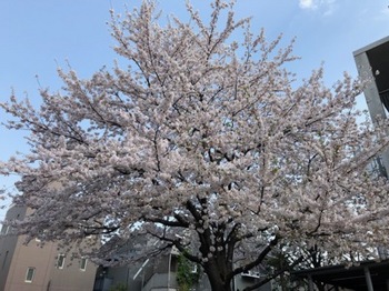 2019Apr6-Sakura7 - 1.jpg