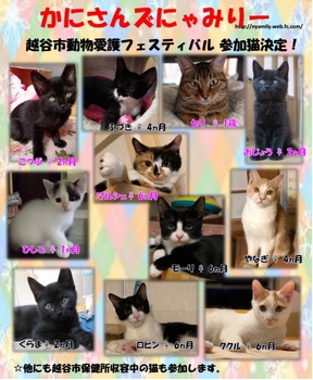 2019年11月動物愛護フェスティバル参加猫.jpeg