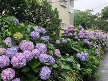 2019June15-Flower1 - 1.jpg