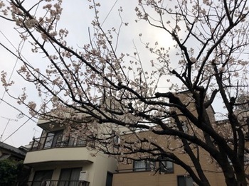 2019Mar16-Flower1 - 1.jpg