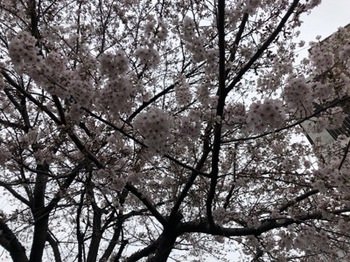 2019Mar30-Sakura2 - 1.jpg