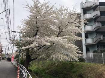 2019Mar30-Sakura5 - 1.jpg