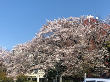 2020Apr4-Sakura2 - 1.jpeg