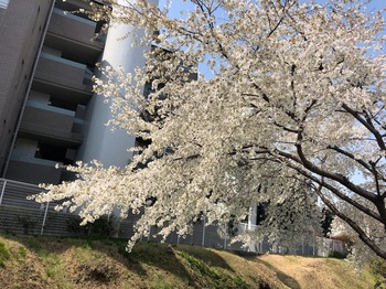 2020Mar22-Sakura2 - 1.jpeg
