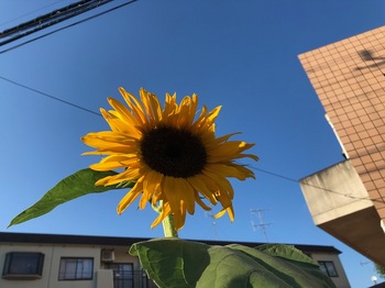 2021Aug1-Sunflower - 1.jpeg